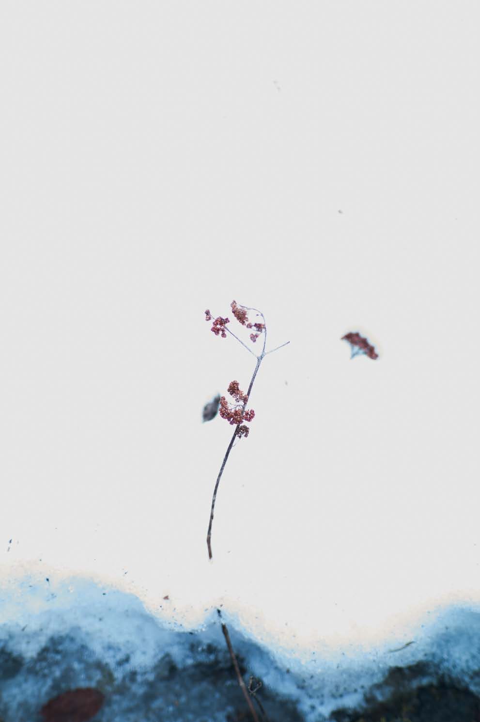 霧の中の小さな植物