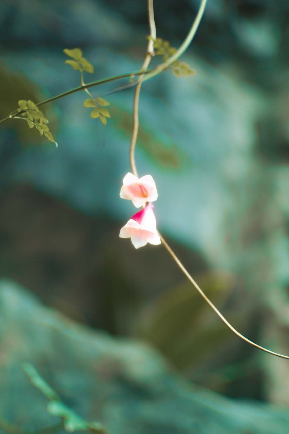 岩に垂れる小さな花